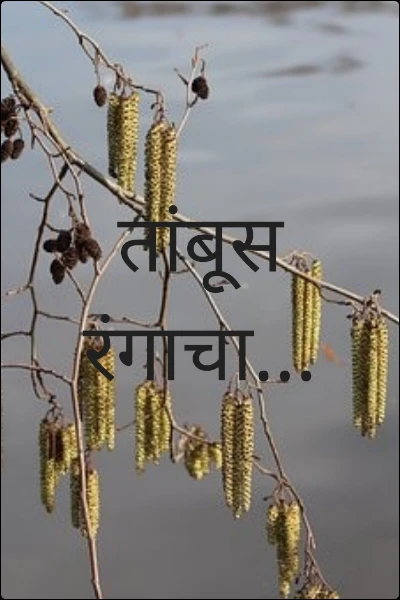 तांबूस रंगाचा...