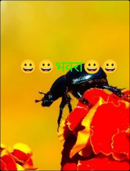 😀😀भवरा😀😀