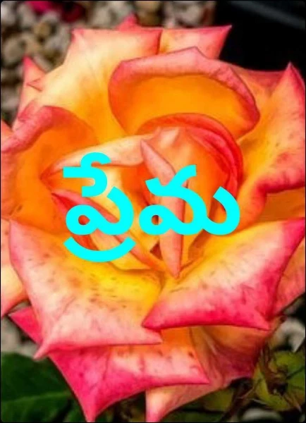 ప్రేమ వారోత్సవాలు