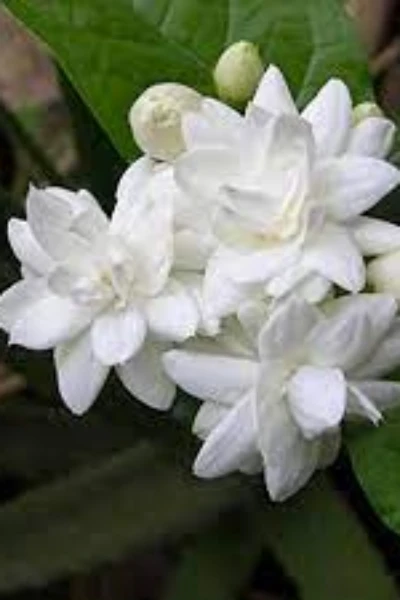 కౌస్తుభ మణి
