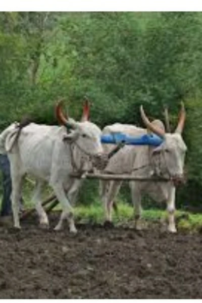 ಭರಮನ ಎತ್ತುಗಳು