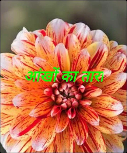 आंखों का तारा