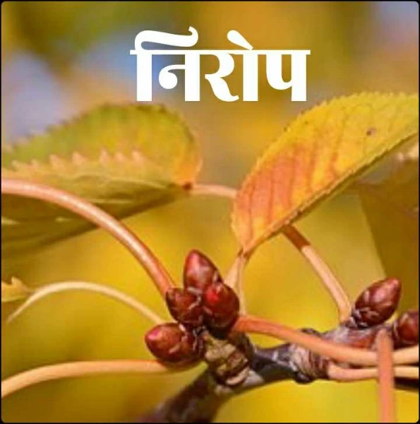 निरोप