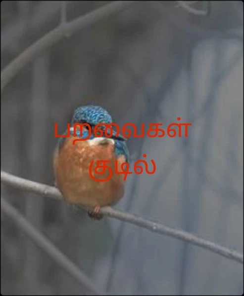 பறவைகள் குடில்