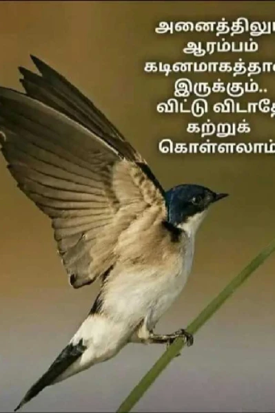 விடா முயற்சி