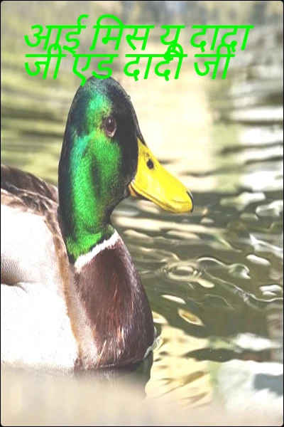 आई मिस यू दादा जी एंड दादी जी