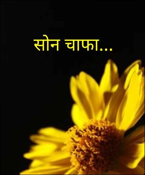 सोन चाफा...