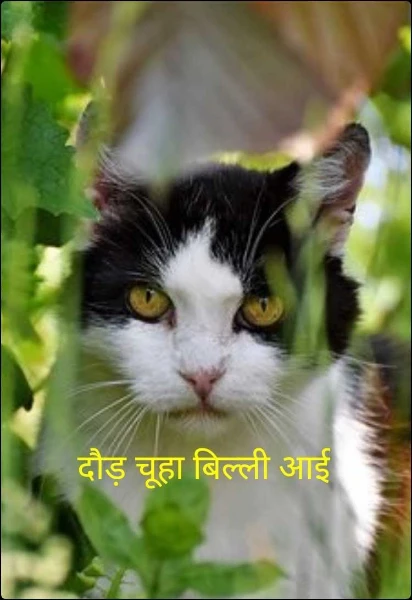 दौड़ चूहा बिल्ली आई