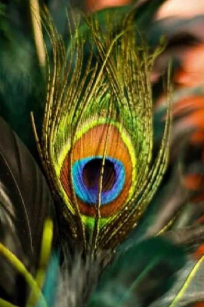 ನವಿಲುಗರಿ....