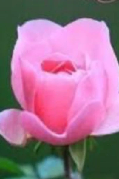 साई नाम..  🙏🌹🌹