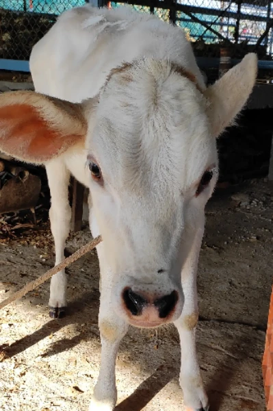 माझ्या गायीचे वासरू ❤