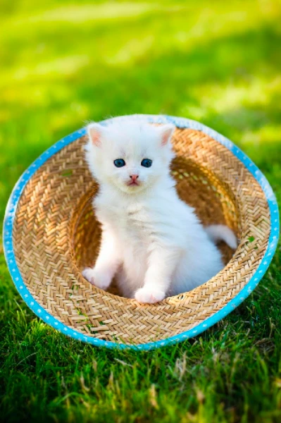 हास्य कविता