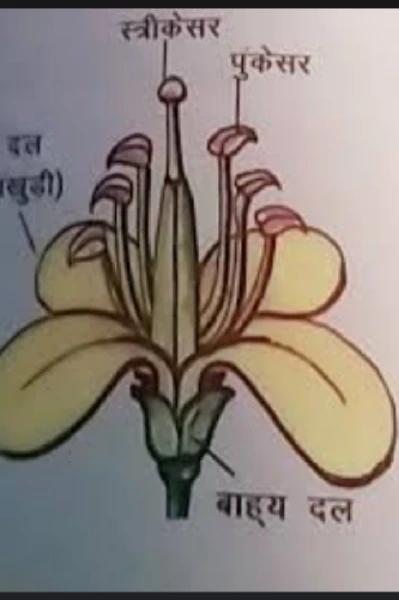 स्त्री केसर! और पुंकेसर!