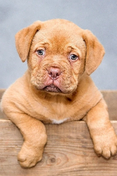 ગલૂડિયું