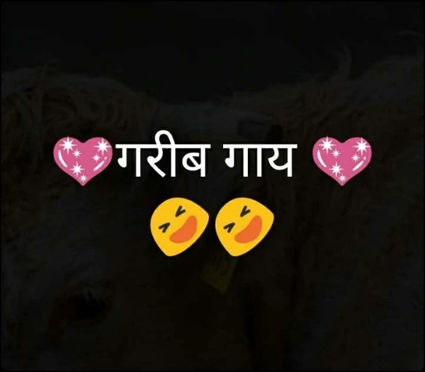 💖गरीब गाय 💖🤣🤣