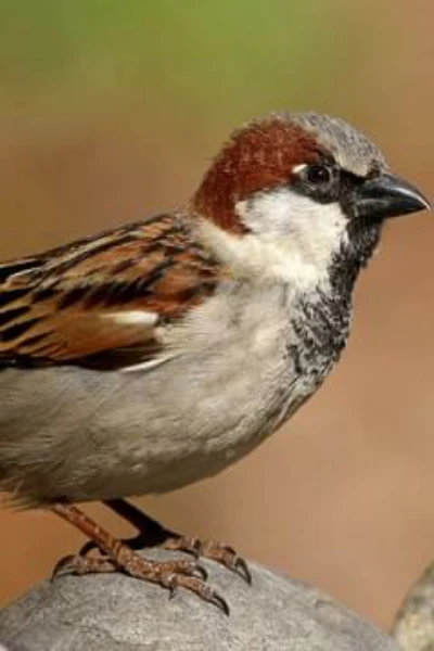 ಗುಬ್ಬಚ್ಚಿ