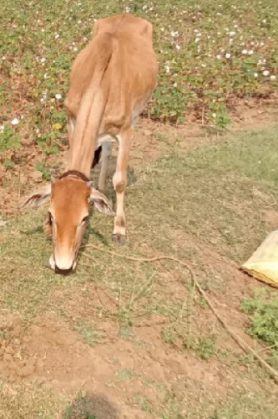 எங்கள் வீட்டு செல்ல பிள்ளை செவலை