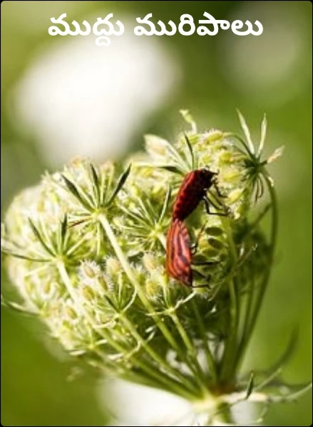 ముద్దు మురిపాలు