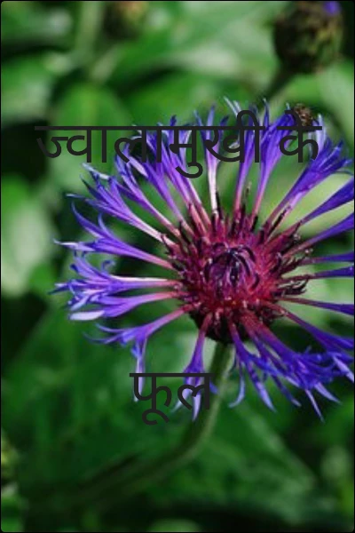 ज्वालामुखी के फूल