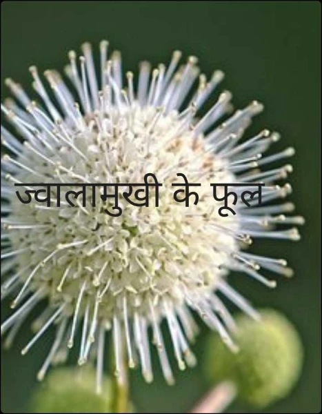 ज्वालामुखी के फूल