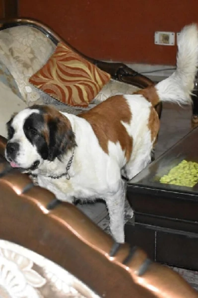 बोसा (चुम्मा, चुंबन)