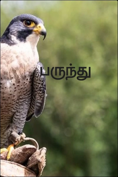 பருந்து