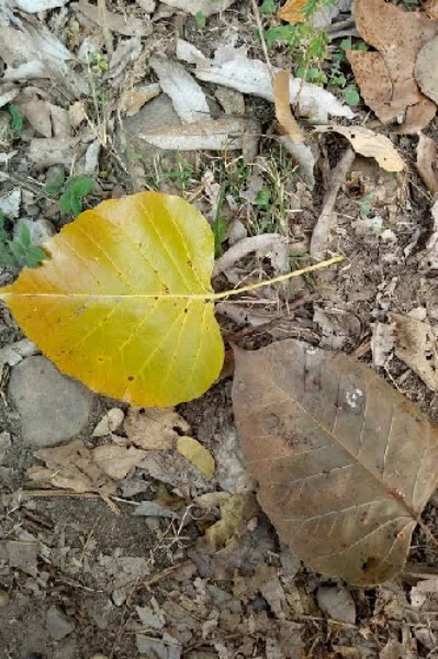 अतुकांत कविता