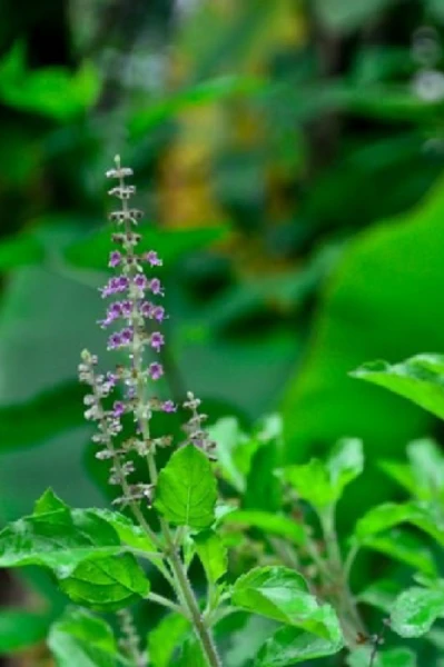 🌱കൃഷ്ണ തുളസി🌱
