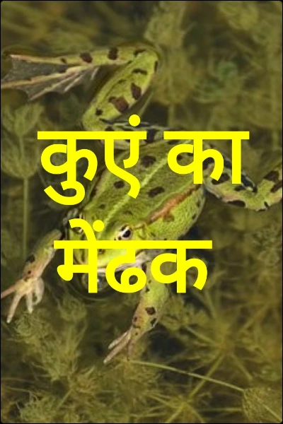 कुएं का मेंढक