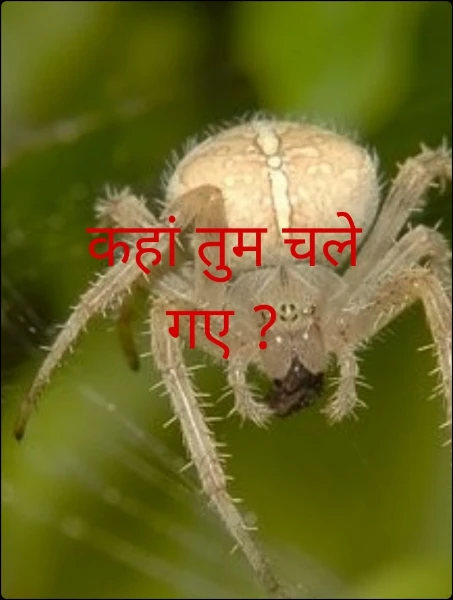 कहां तुम चले गए ?