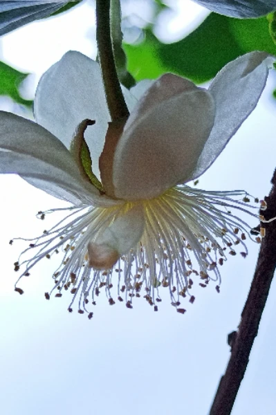 സ്വർഗ്ഗപ്പൂവ് (ഭാഗം 1)