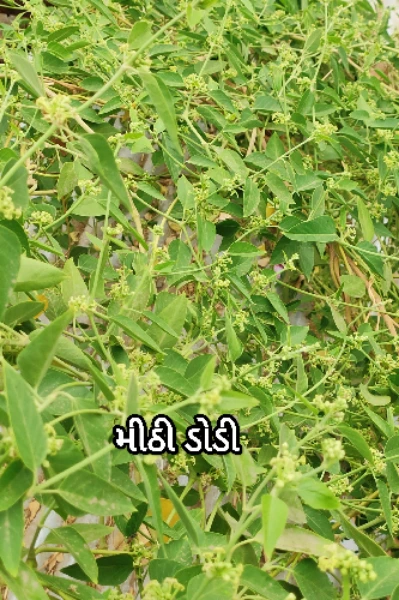 ડોડી (જીવંતી)