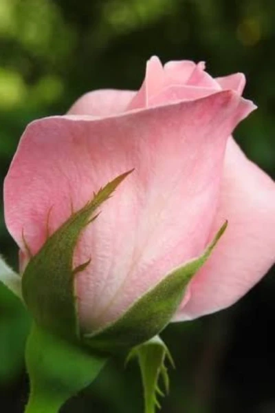 श्रृंगारिक कविता व चारोळ्या 18+ रोमांस , Love.