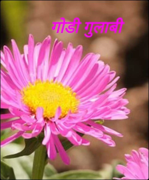 गोडी गुलाबी