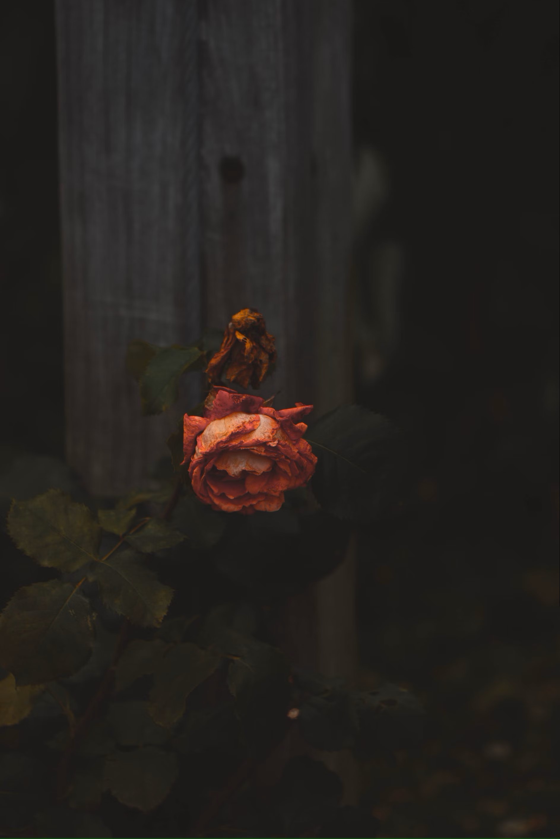 Lost - 1