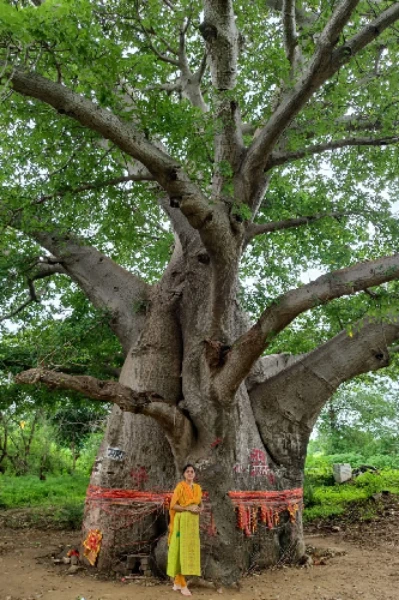कल्पवृक्ष : दुर्लभ दर्शन