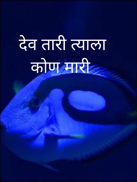 देव तारी त्याला कोण मारी