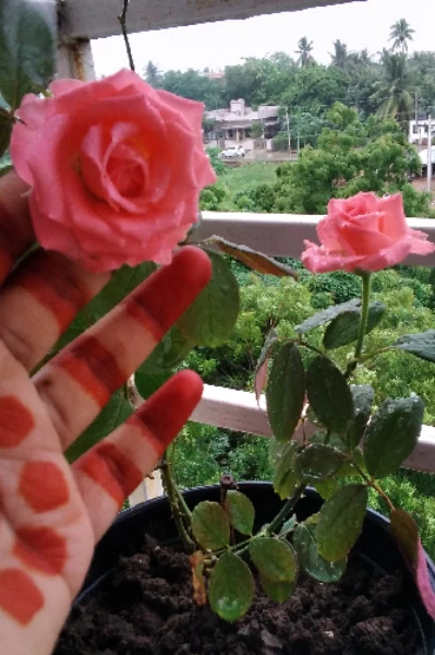 పుష్ప విలాపం