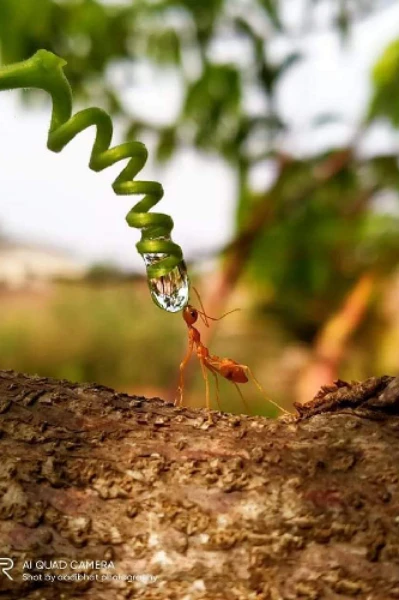 ಅಮ್ಮಾವ್ರ ಗಂಡ