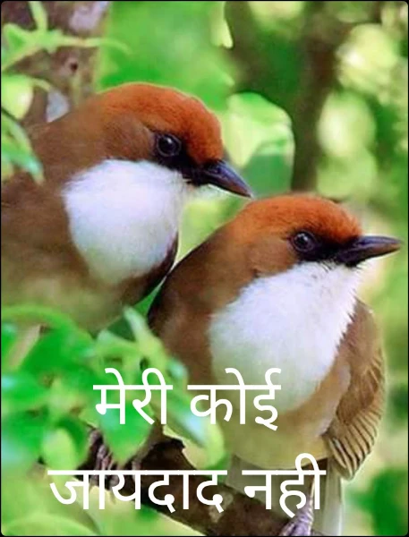 मेरी कोई जायदाद नही