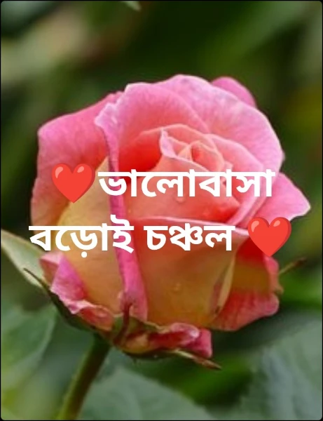 ❤️ভালোবাসা বড়োই চঞ্চল ❤️