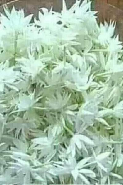 অঞ্জলি অন্যরহস্য