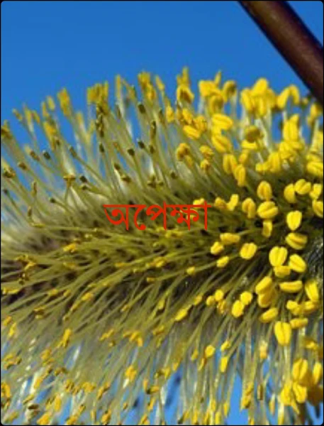 অপেক্ষা