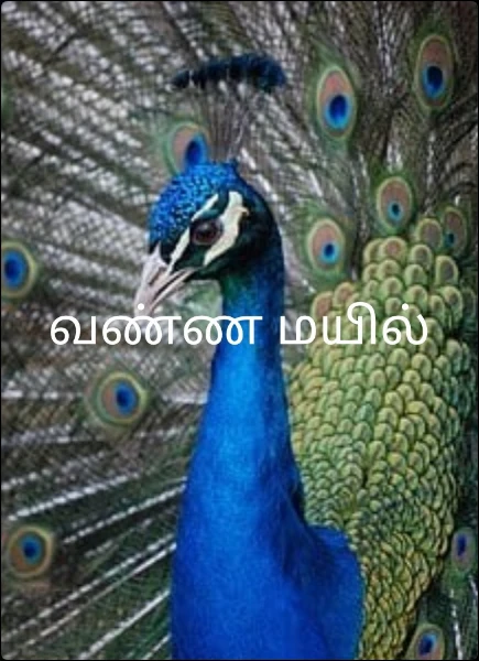 வண்ண மயில்