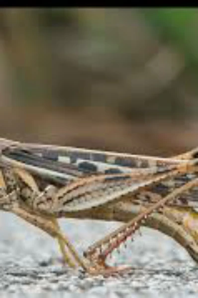 ଡେଇଁ ଡେଇଁ ବୁଲେ ଝିଣ୍ଟିକା