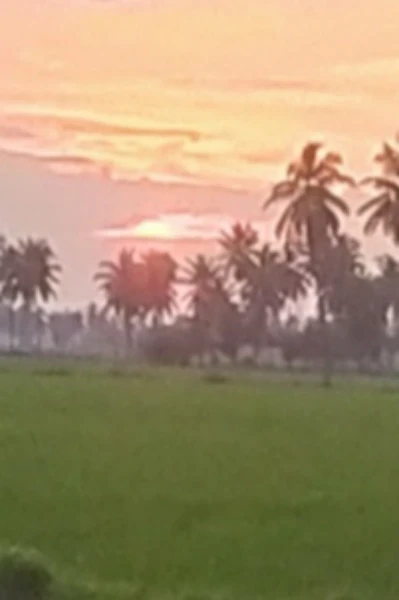 మట్టి బుర్ర