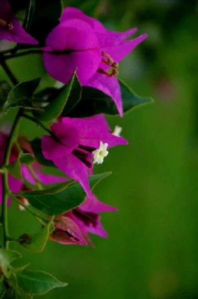 കേശിനി മൊഴി