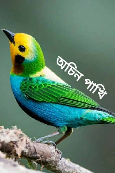 অচিন পাখি