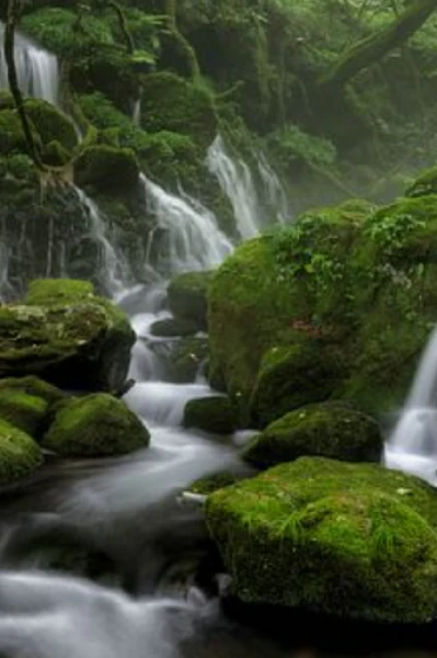 ଭୟଙ୍କର ଅରଣ୍ୟ