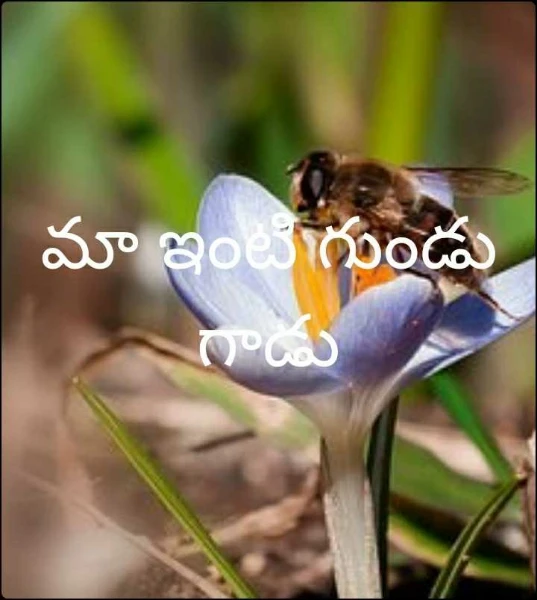 మా ఇంటి గుండు గాడు